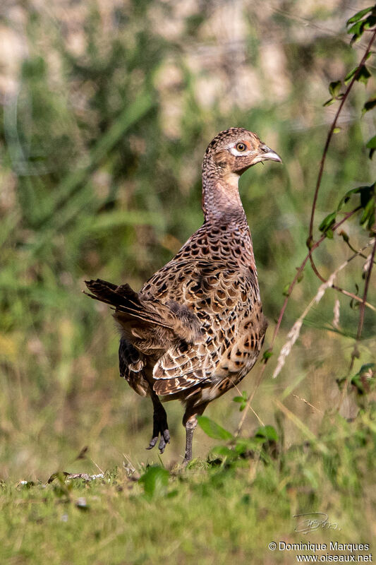 Faisan de Colchide femelle adulte, identification