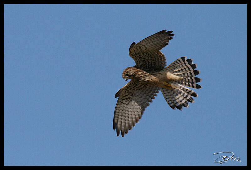 Common Kestrel female adult, Flight