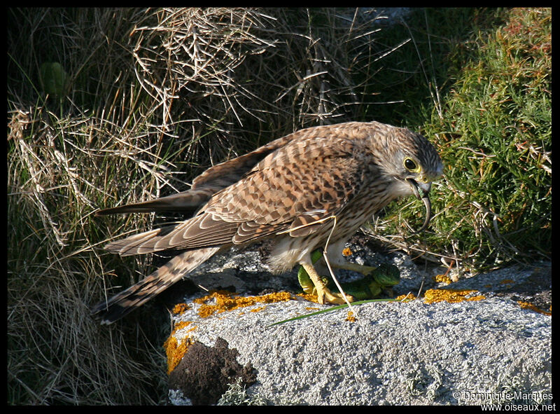 Common Kestreladult, identification, feeding habits, Behaviour