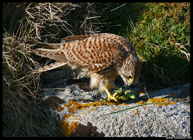 Faucon crécerelleadulte, identification, régime, Comportement