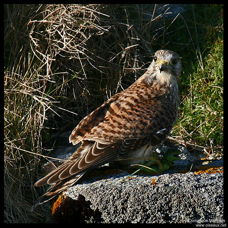 Common Kestreladult, identification, feeding habits