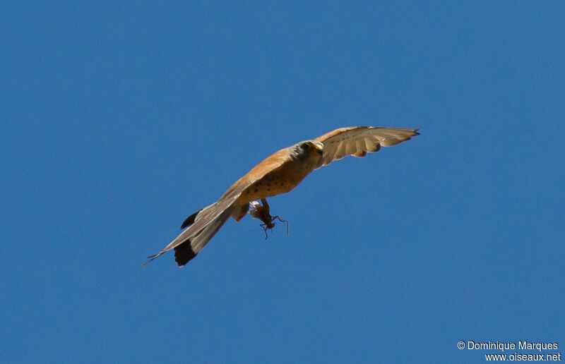 Lesser Kestrel male adult