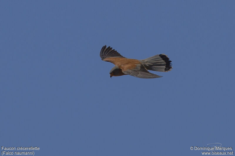 Lesser Kestrel male adult, identification