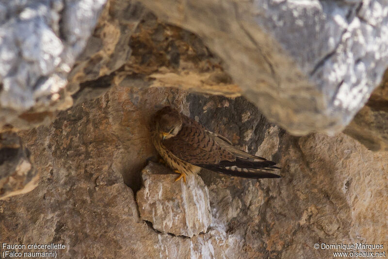 Lesser Kestrel female adult, identification