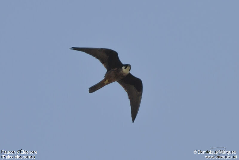 Eleonora's Falconadult, identification