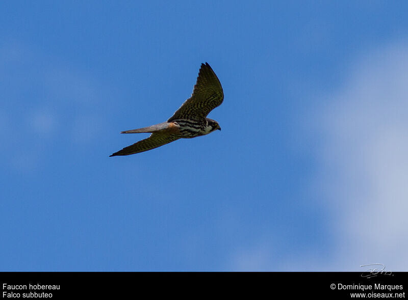 Eurasian Hobbyadult, identification