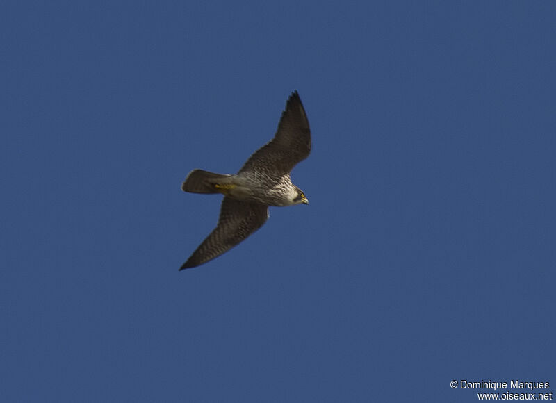 Faucon pèlerinjuvénile, identification