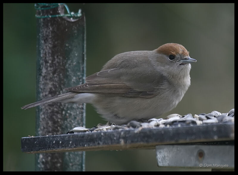 Eurasian Blackcap female adult, identification, Behaviour