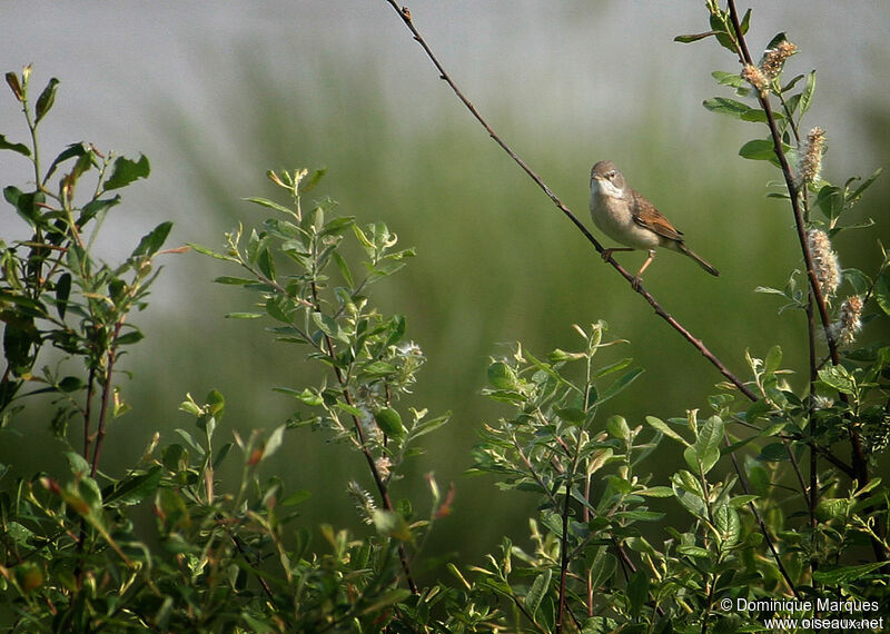 Fauvette grisetteadulte, identification