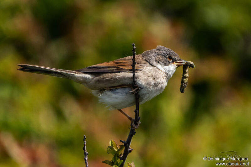 Fauvette grisette mâle adulte nuptial, identification, mange