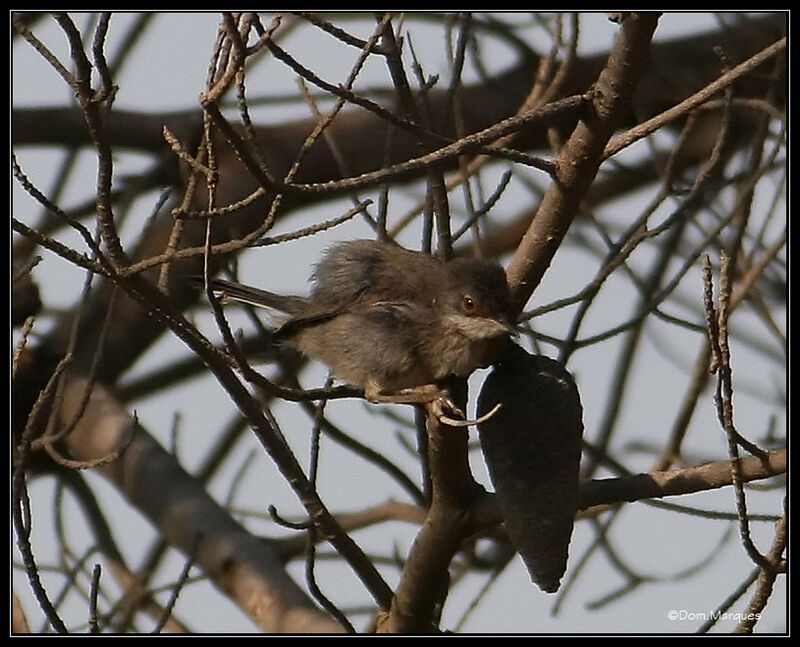 Sardinian Warbler male juvenile