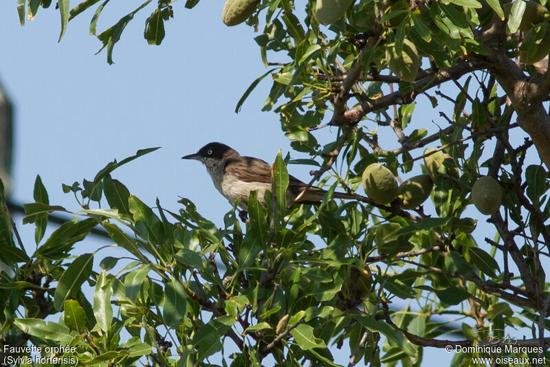 Fauvette orphée mâle adulte, identification