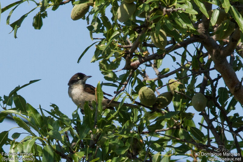 Fauvette orphée mâle adulte, identification