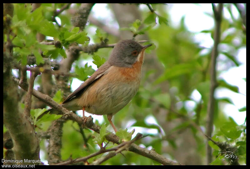 Fauvette passerinette mâle adulte, identification