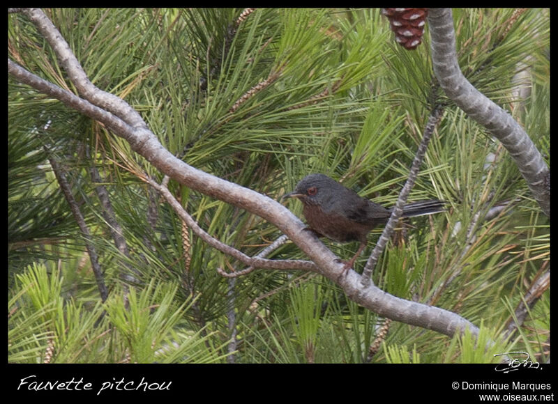 Fauvette pitchouadulte, identification