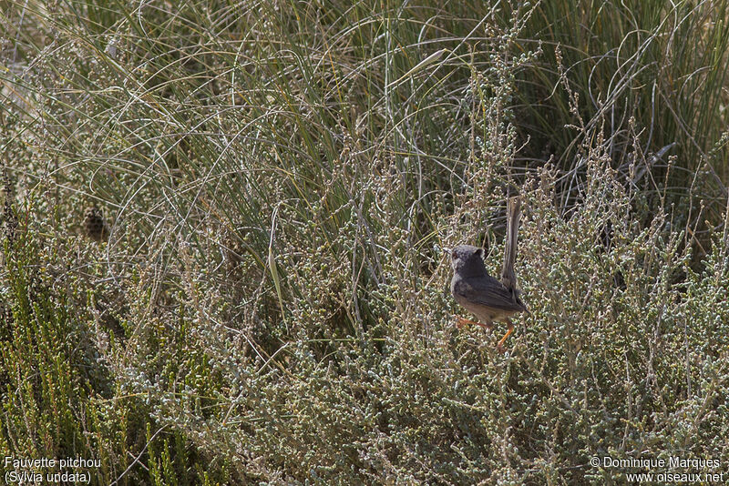 Dartford Warbler