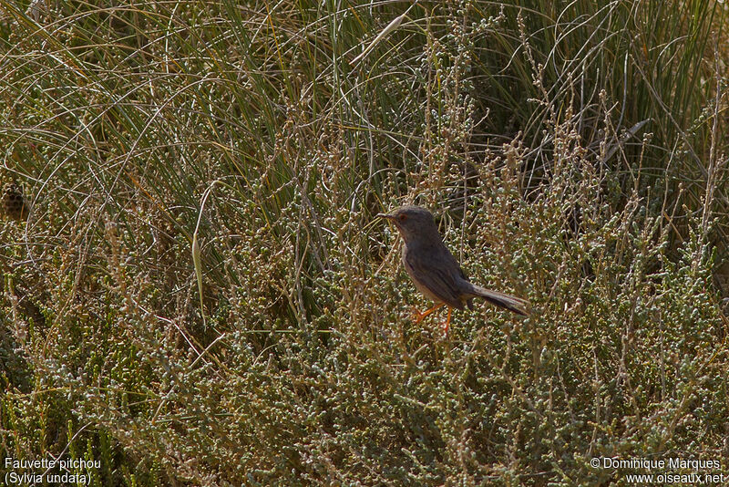 Dartford Warbler