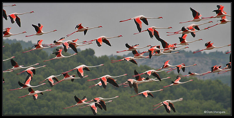 Flamant roseadulte