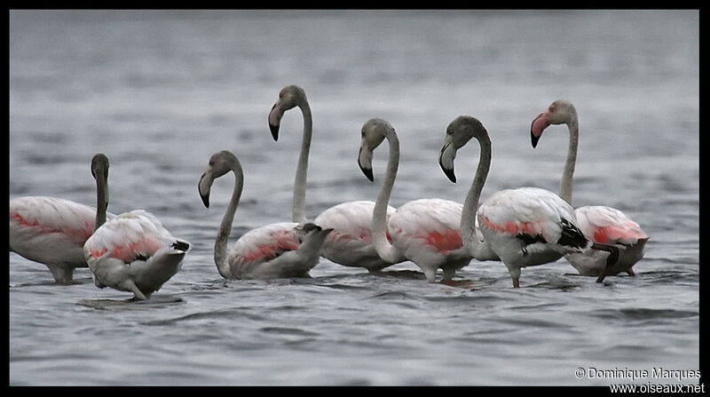 Flamant rose1ère année