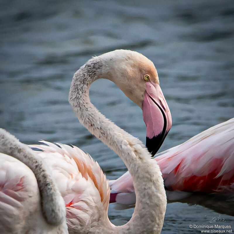 Flamant roseadulte, portrait