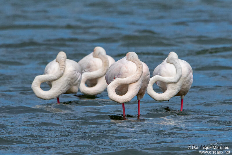 Flamant rose, portrait