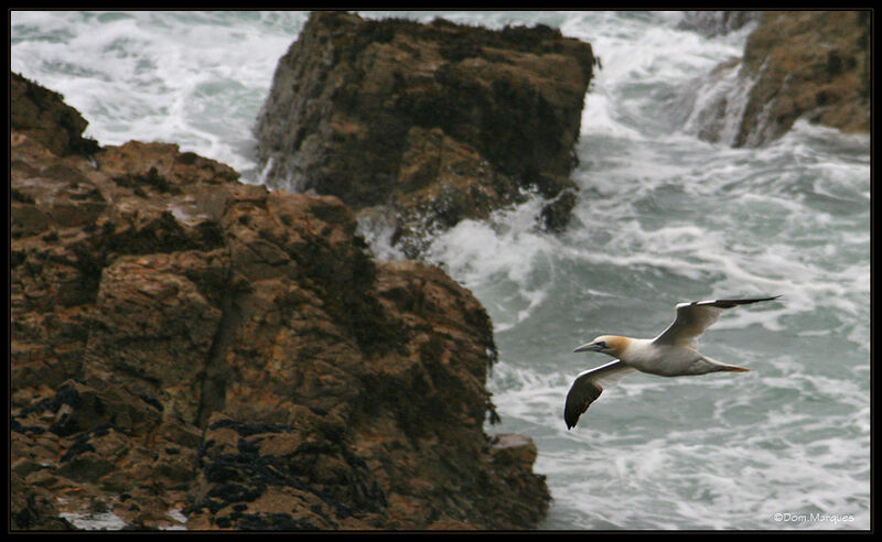 Northern Gannetadult post breeding