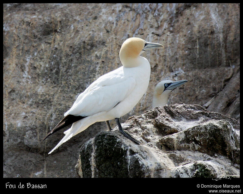 Northern Gannetadult, identification