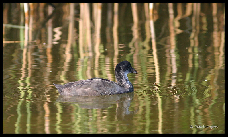 Eurasian CootFirst year