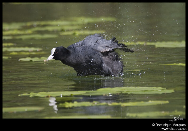 Foulque macrouleadulte, identification, Comportement