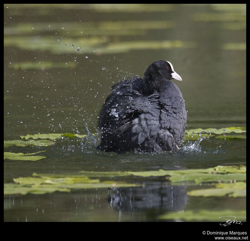 Eurasian Cootadult, identification, Behaviour