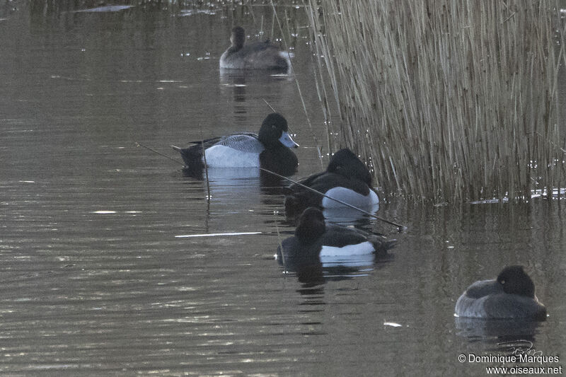 Lesser Scaup male adult