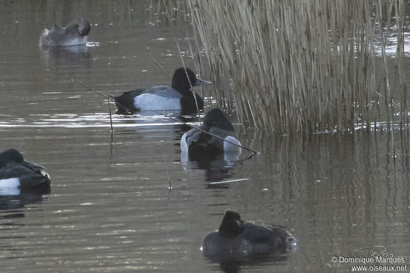 Lesser Scaup