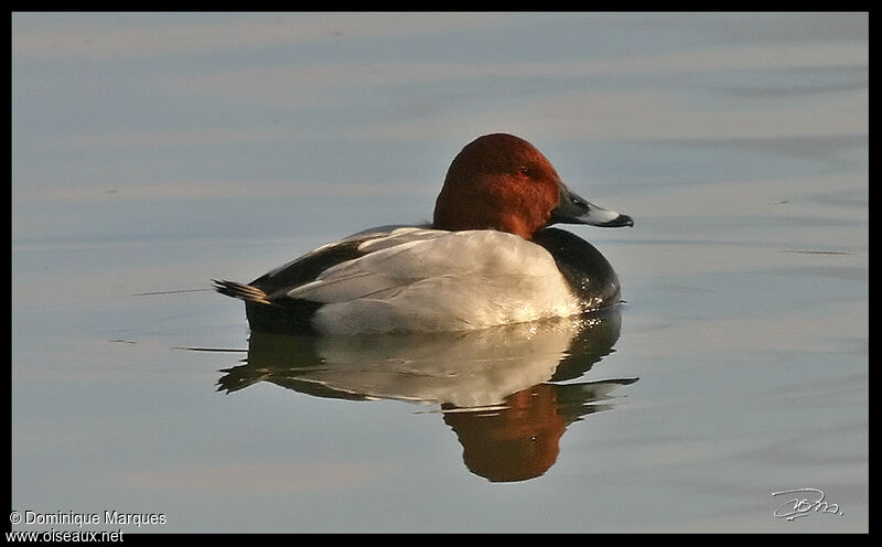 Common Pochard male adult, identification