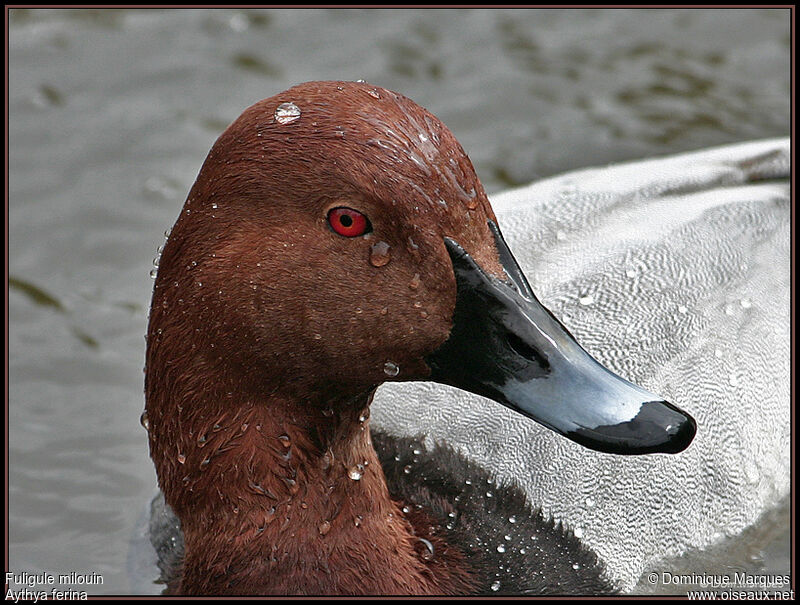 Common Pochard, identification, close-up portrait