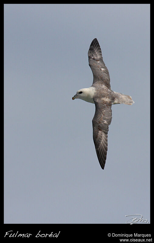 Fulmar boréaladulte, Vol