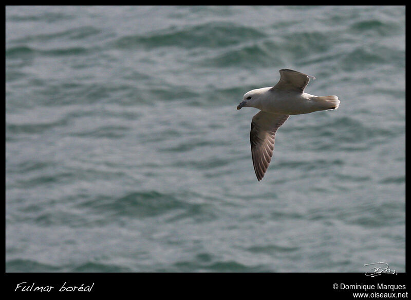 Fulmar boréaladulte, Vol