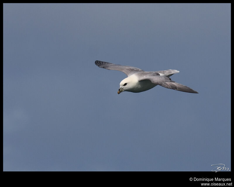 Fulmar boréaladulte, Vol