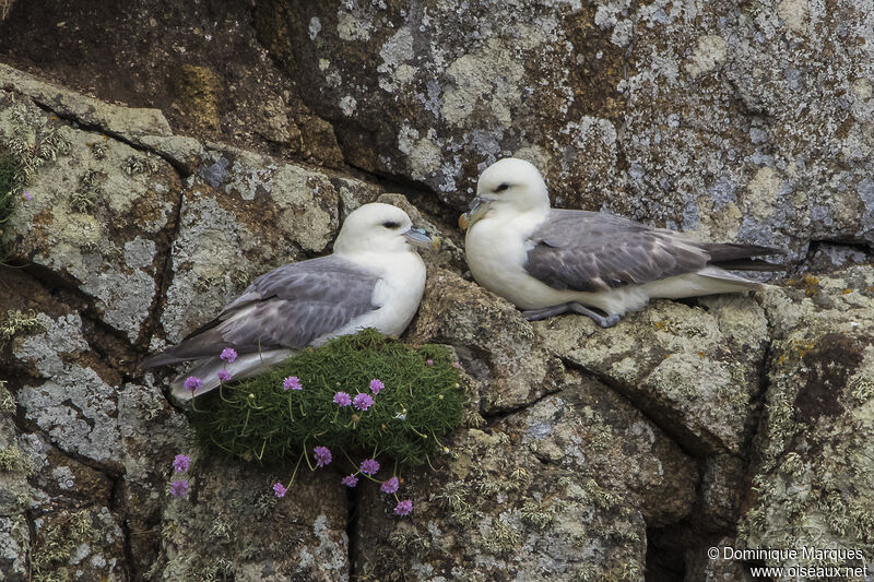 Northern Fulmar