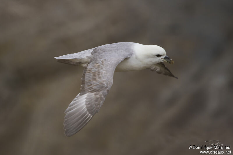 Northern Fulmaradult, identification