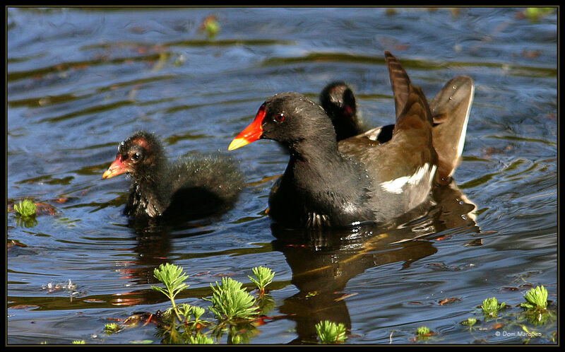 Gallinule poule-d'eau