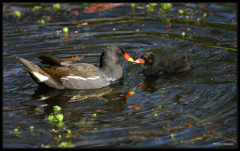 Gallinule poule-d'eau