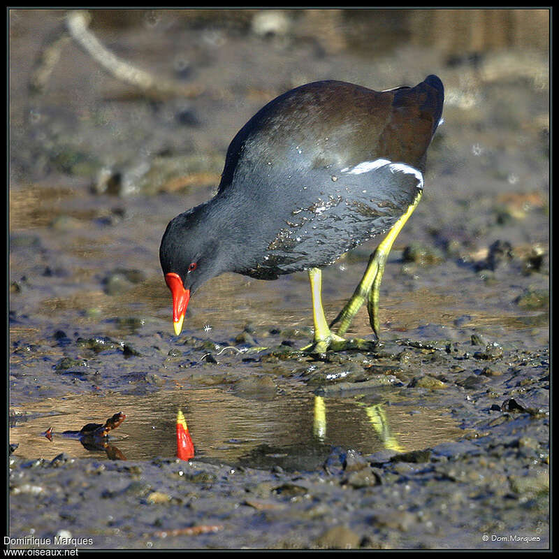 Gallinule poule-d'eauadulte nuptial, identification