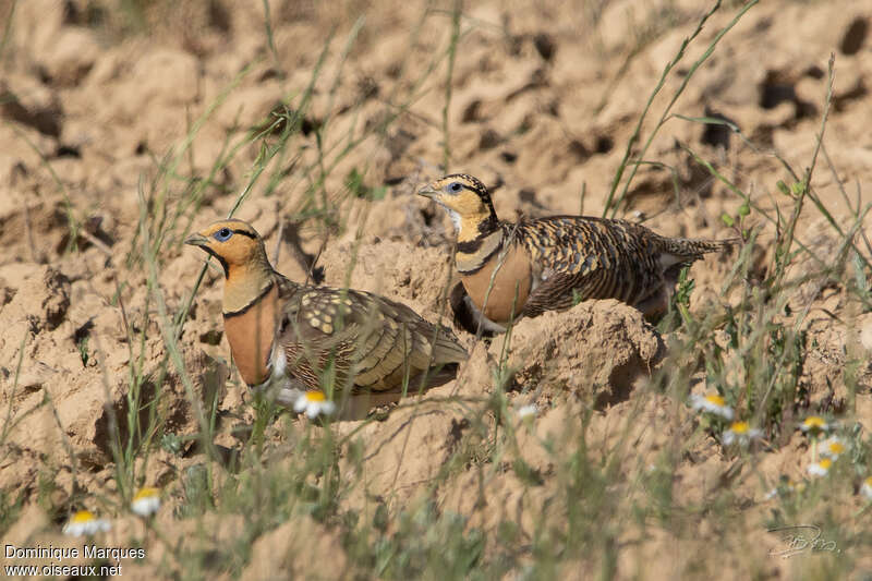 Pin-tailed Sandgrouseadult breeding, habitat, pigmentation