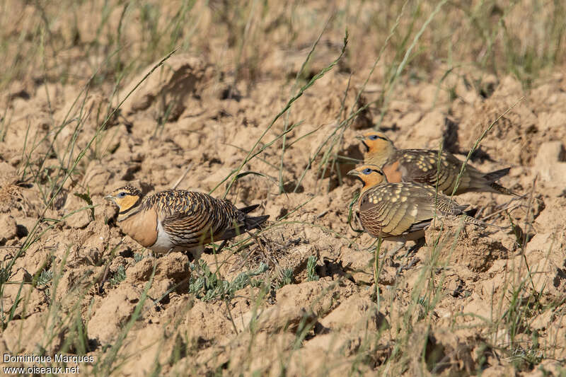 Pin-tailed Sandgrouseadult breeding, habitat, Behaviour