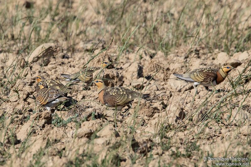 Pin-tailed Sandgrouse, habitat