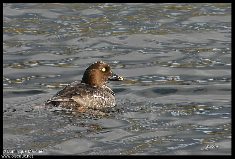 Garrot à oeil d'or femelle adulte, identification