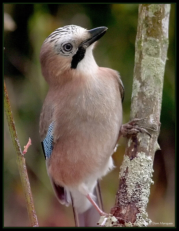 Eurasian Jay