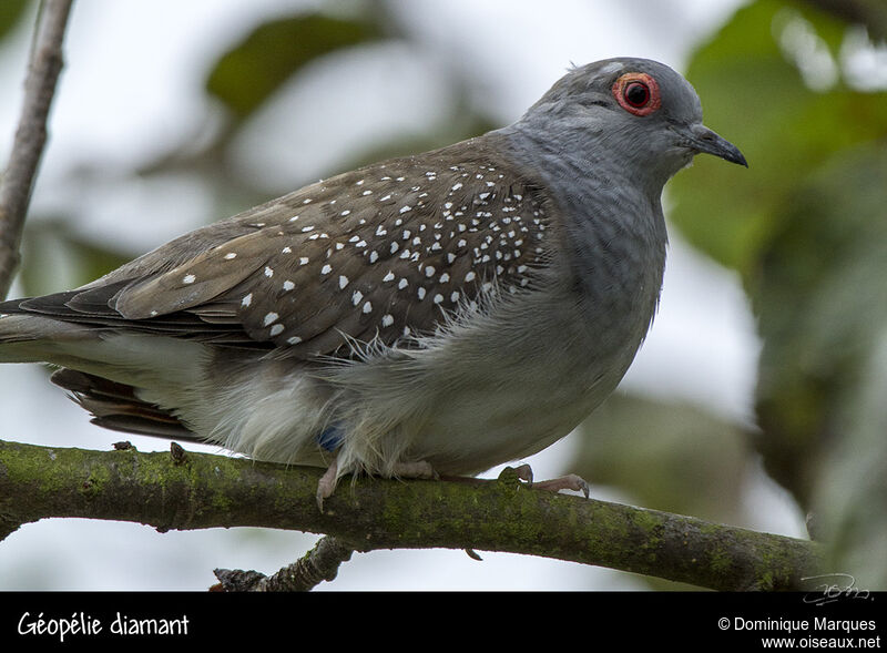 Diamond Doveadult, identification