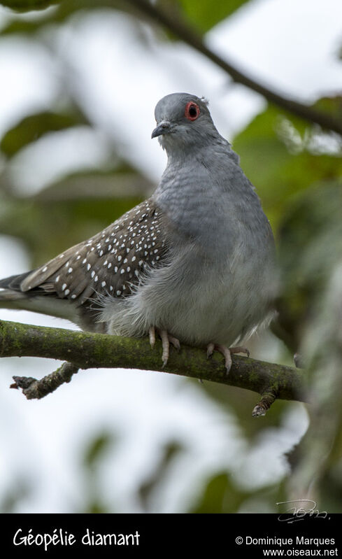 Diamond Doveadult, identification