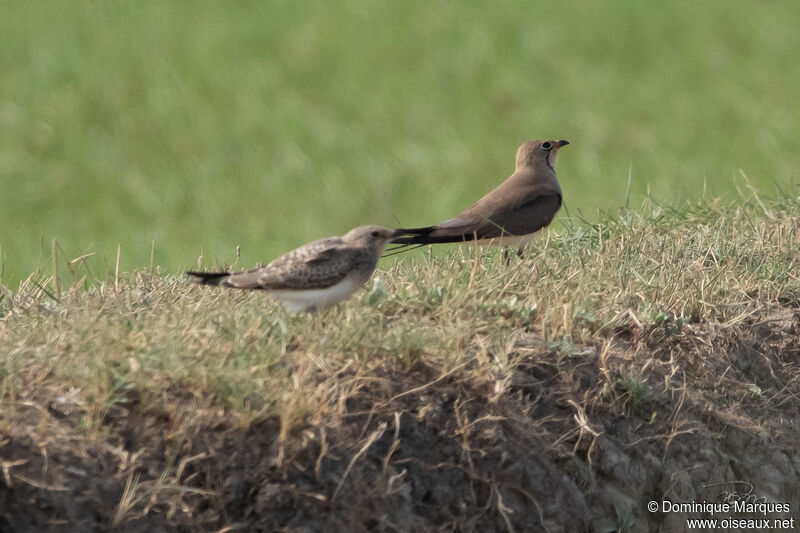 Collared Pratincole